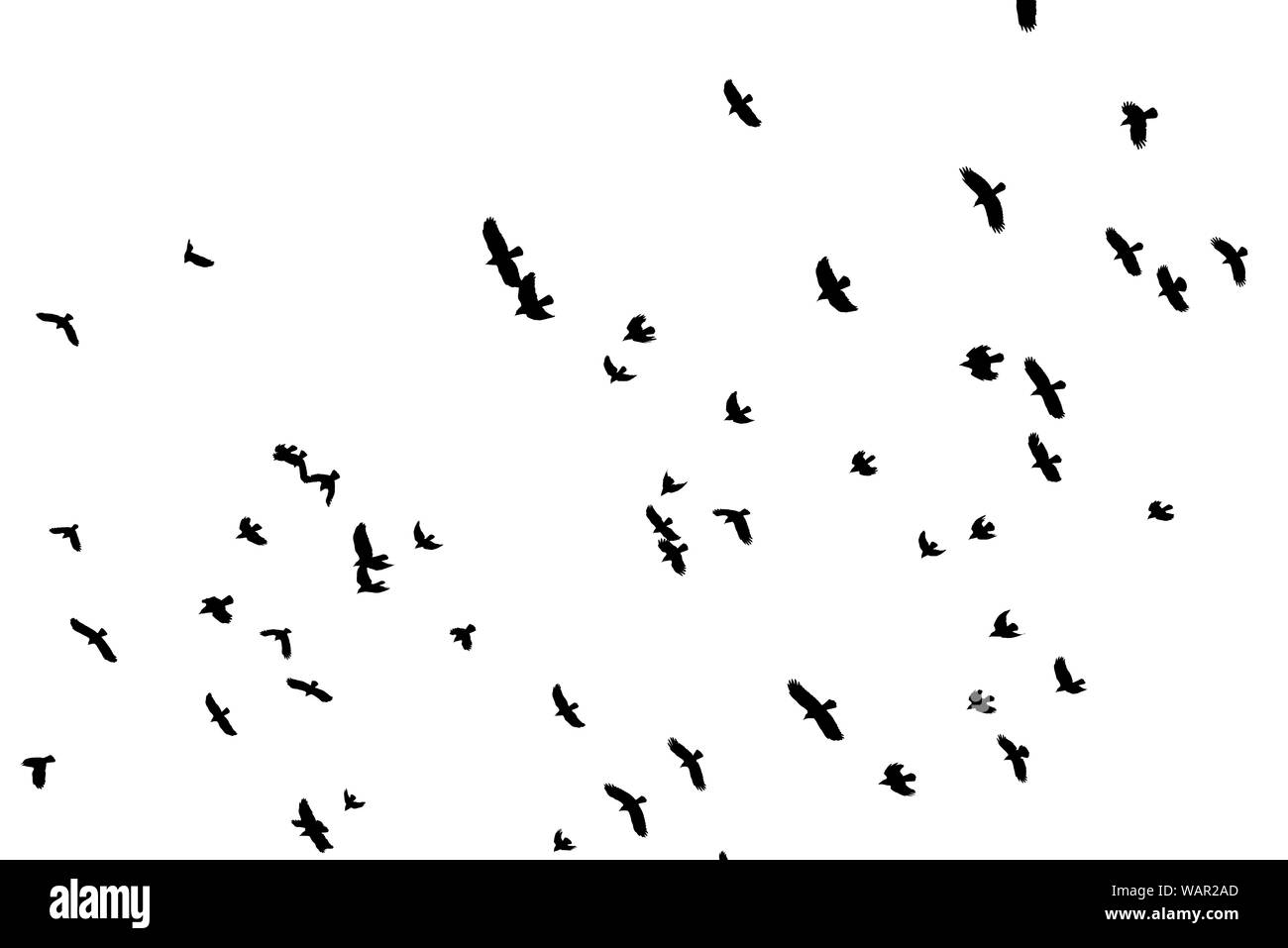 Flock of black bird shapes flying silhouetted against white background. Stock Photo