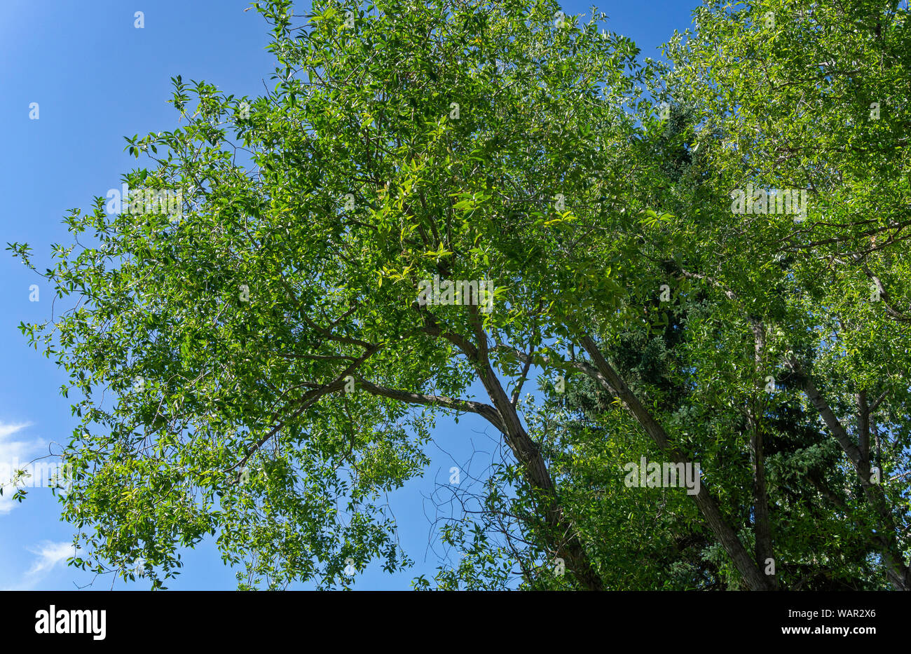 Birch tree Calgary Alberta Stock Photo Alamy