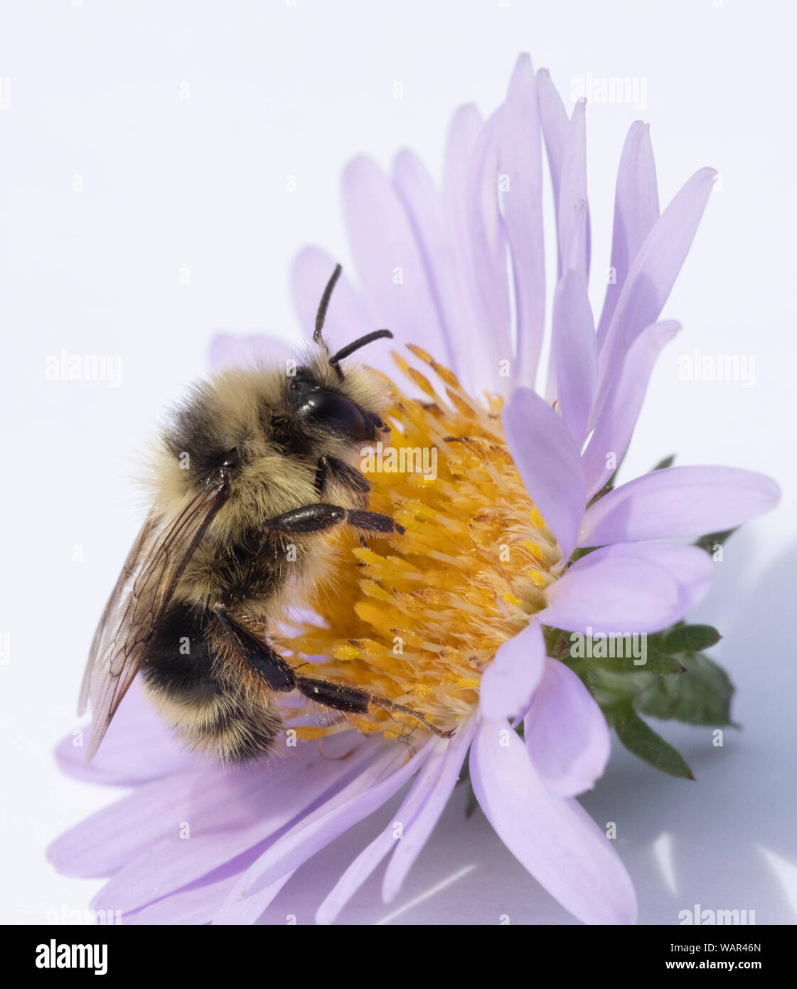 Bumble bee foraging on Aster flower Stock Photo