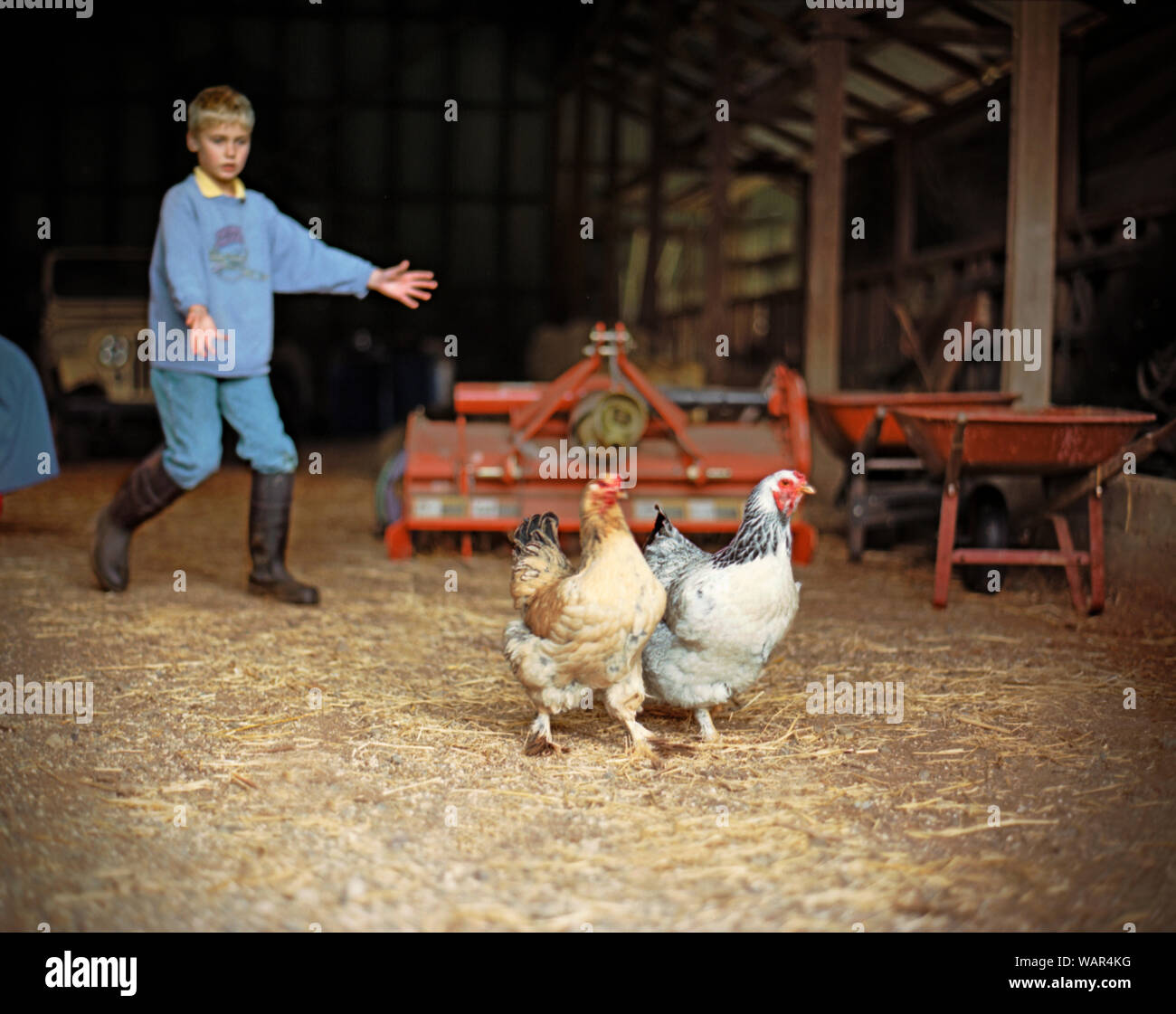 Boy in rubber boots herding two chickens out of a barn on a farm Stock