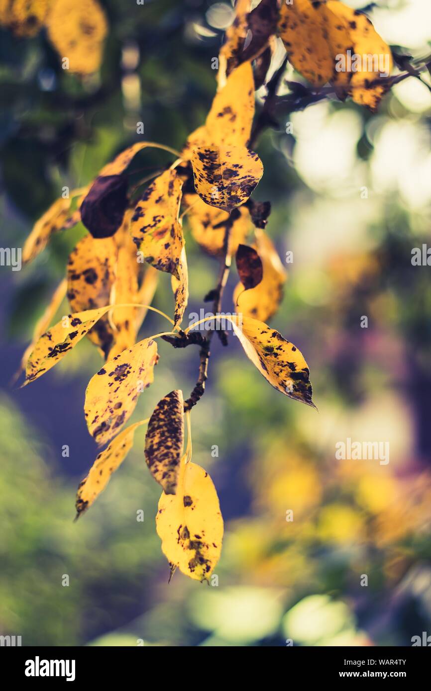 Vertical closeup shot of beautiful golden leaves with black spots on them in a forest Stock Photo