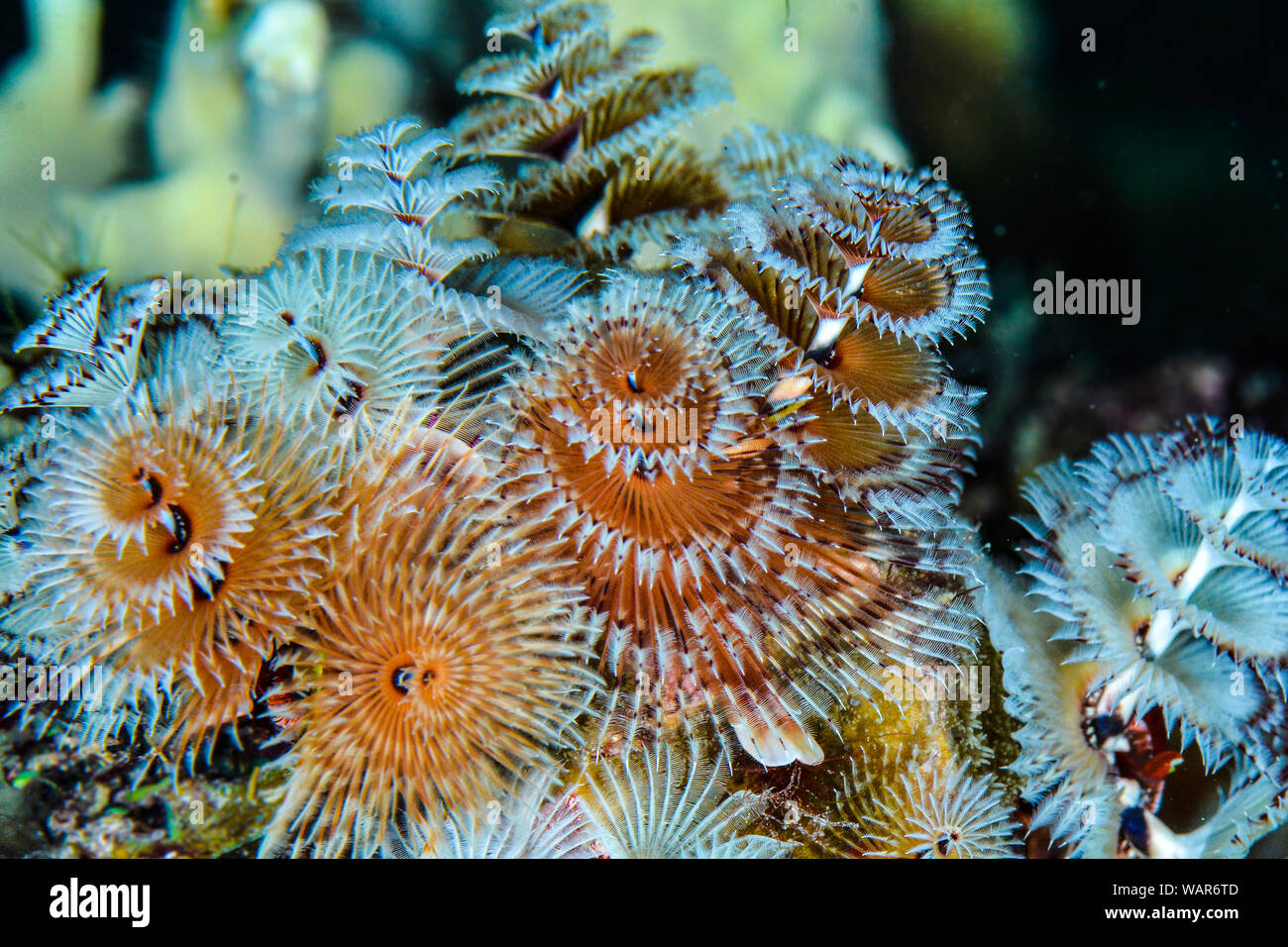 Some christmas tree worm Stock Photo Alamy