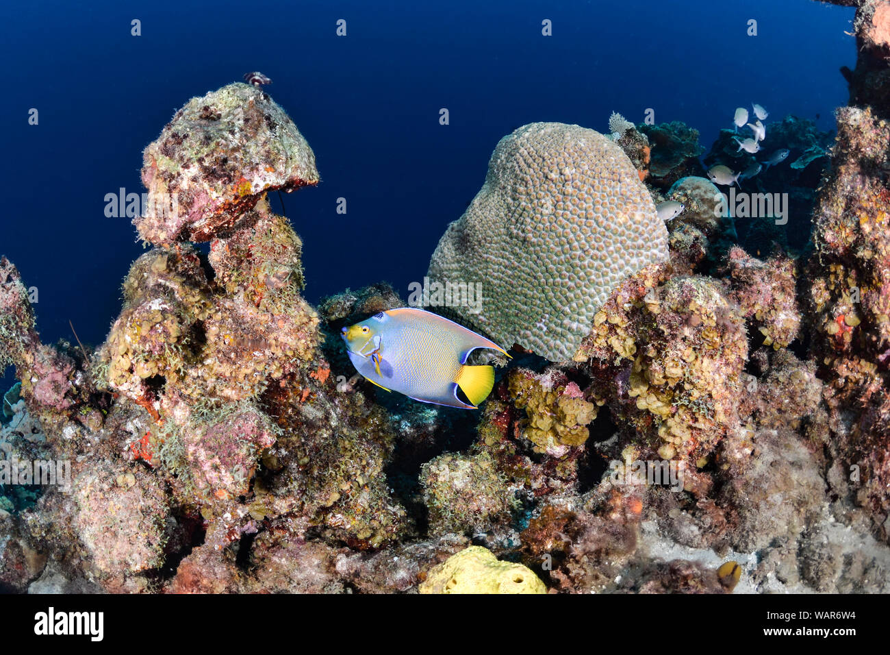 Queen angelfish with reef in the back Stock Photo