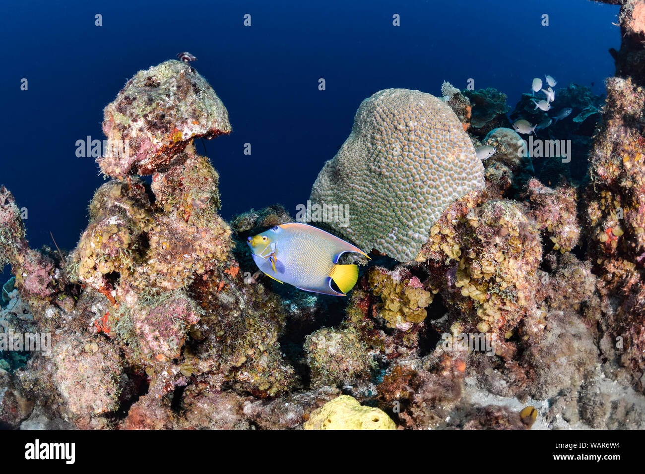 Queen angelfish holacanthus ciliaris hi-res stock photography and ...