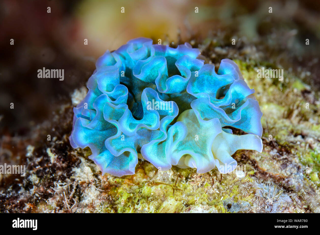 Blue Lettuce Sea Slug Stock Photo