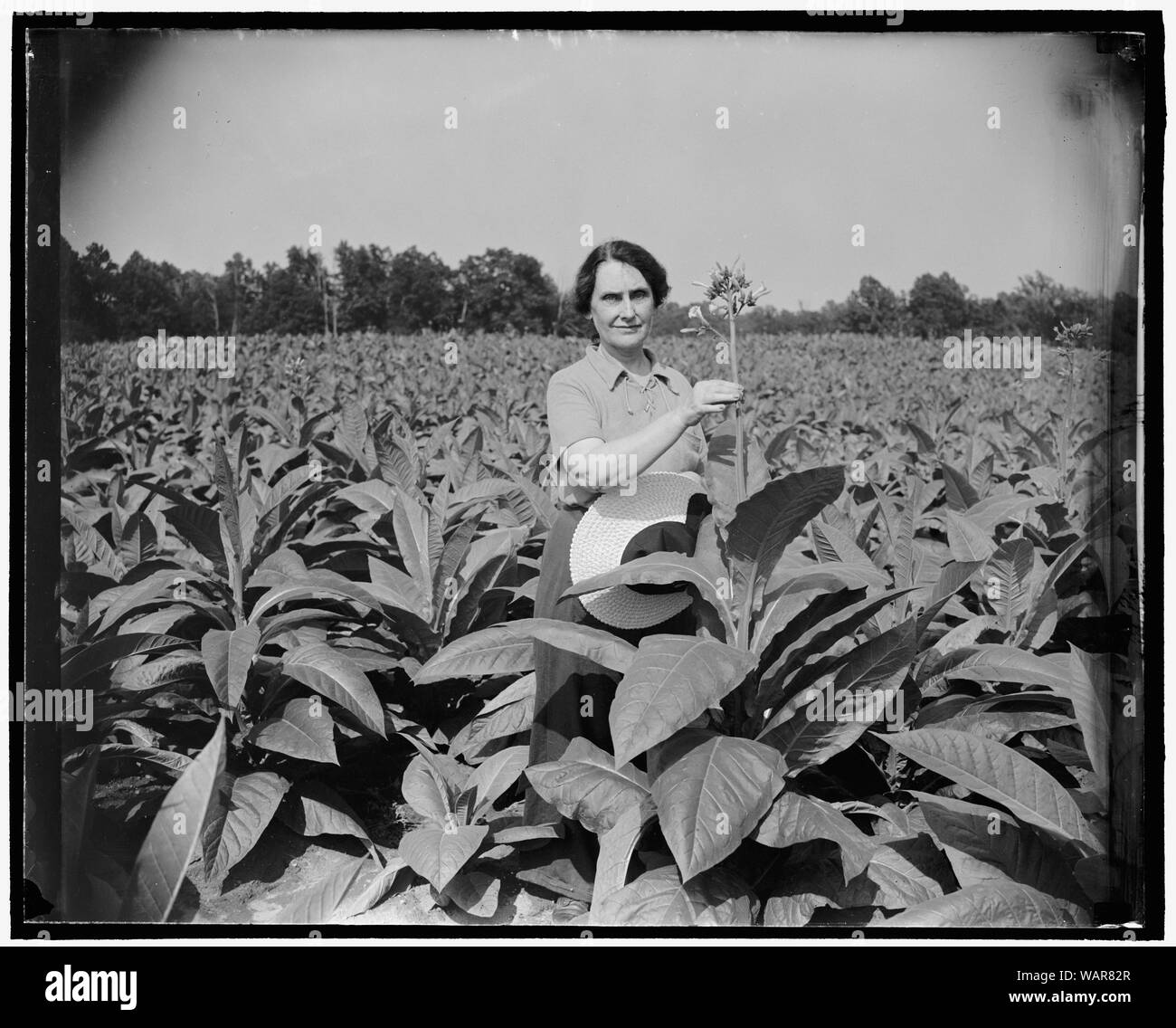 Director of Mint now Maryland farmer. Solomons Island, Md., July 29. It's a far cry from the plains of Wyoming to Maryland farm, but Director of Mint Nellie Tayloe Ross bridged the gap when she acquired 200 acres here including 100 year old house. While the principal crop is tobacco, Mrs. Ross is equally proud of the branch tomatoes raised on the property Stock Photo