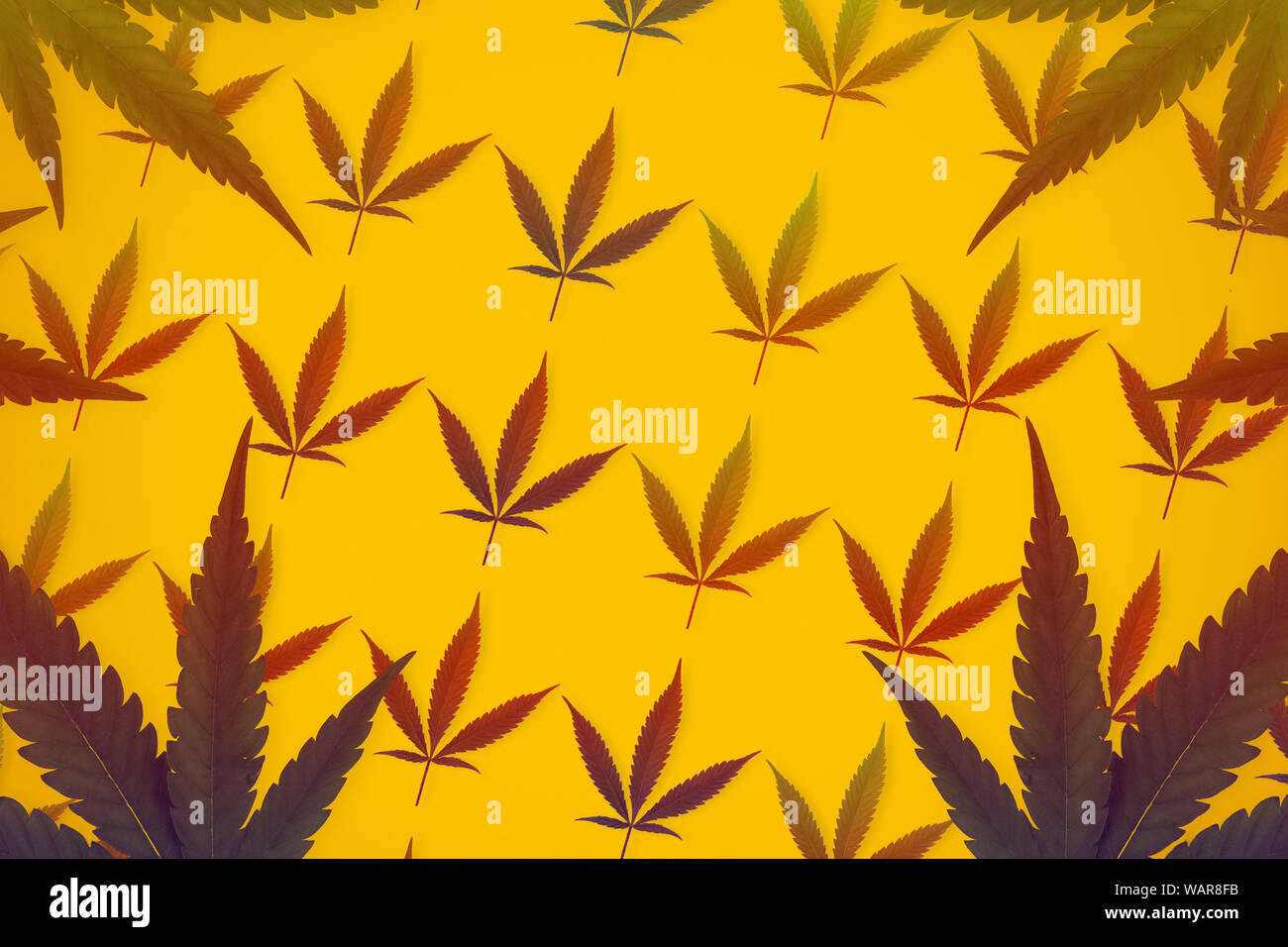 Toned cannabis sativa leafs forming a pattern Isolated on orange background Stock Photo