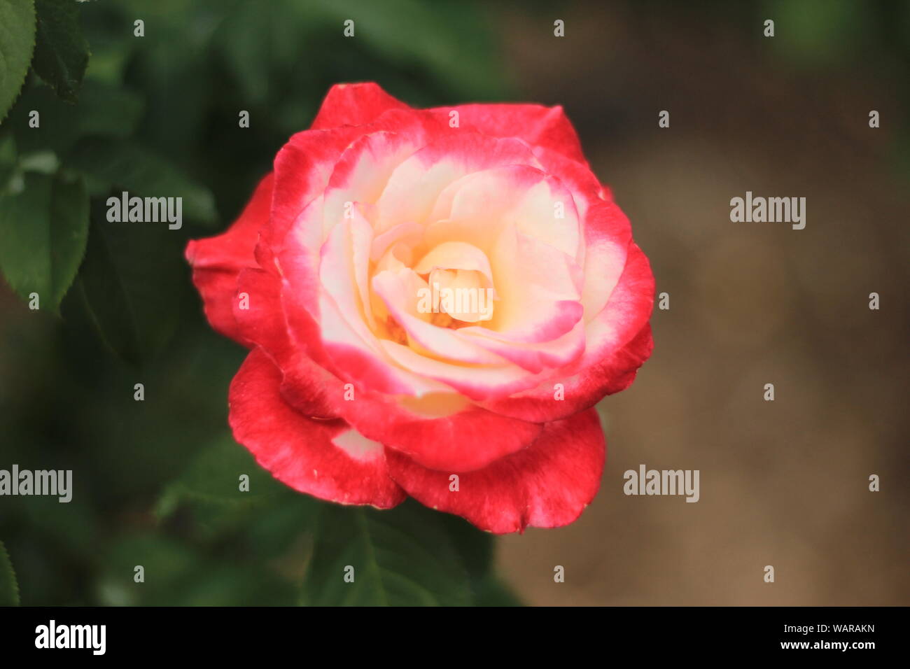 Close-up of a vibrant Rosa 'Double Delight' Stock Photo