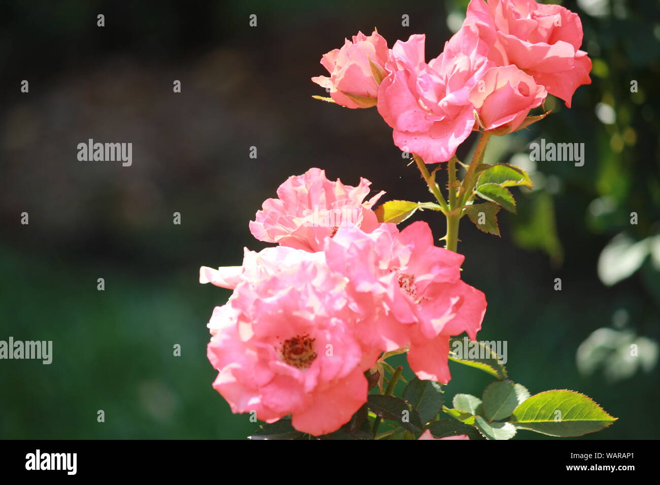 Cluster of Rosa 'Marmalade Skies' in bloom Stock Photo