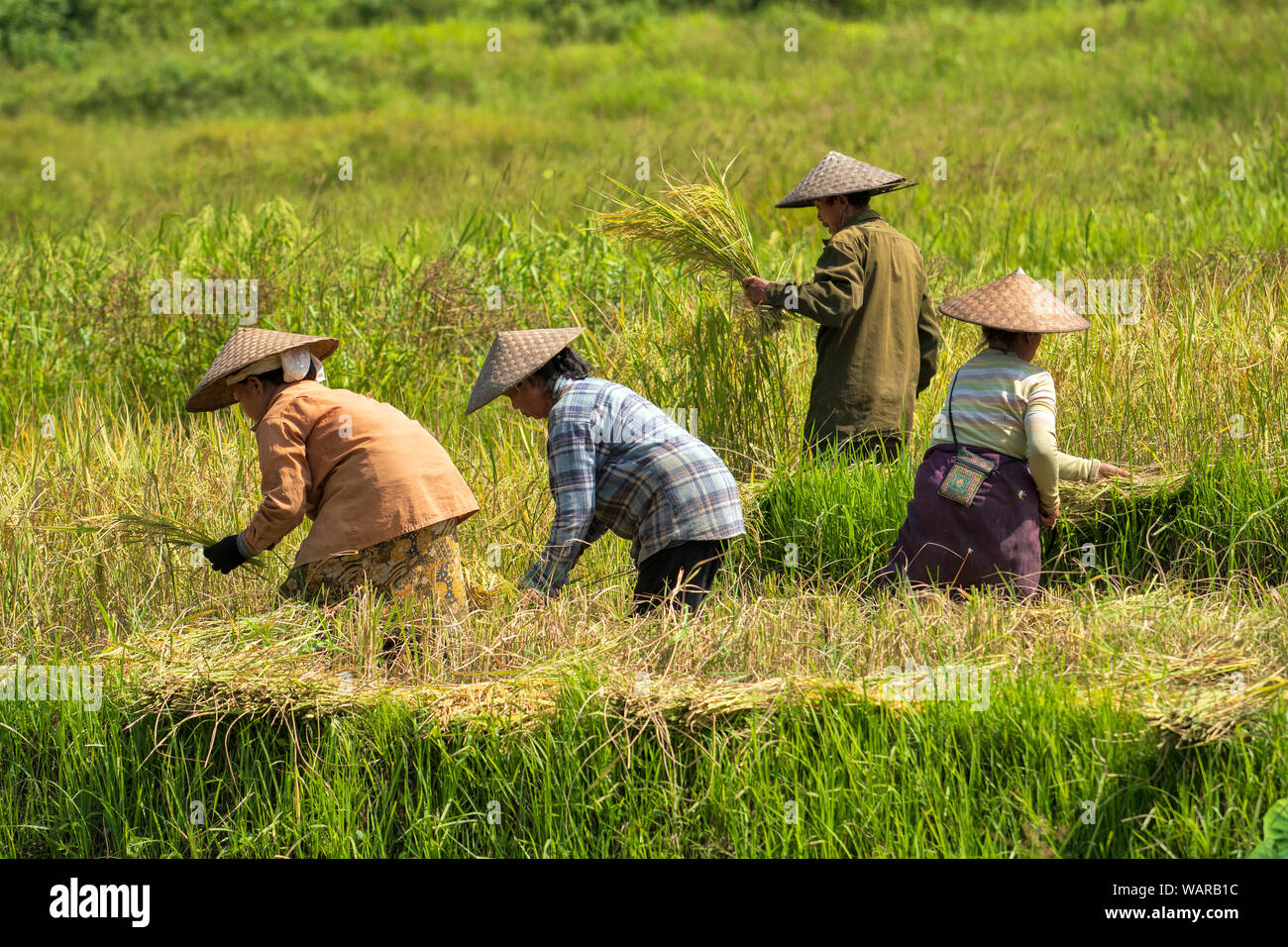 Asia, Asien, Southeast Asia, Laos. rice harvest Stock Photo - Alamy