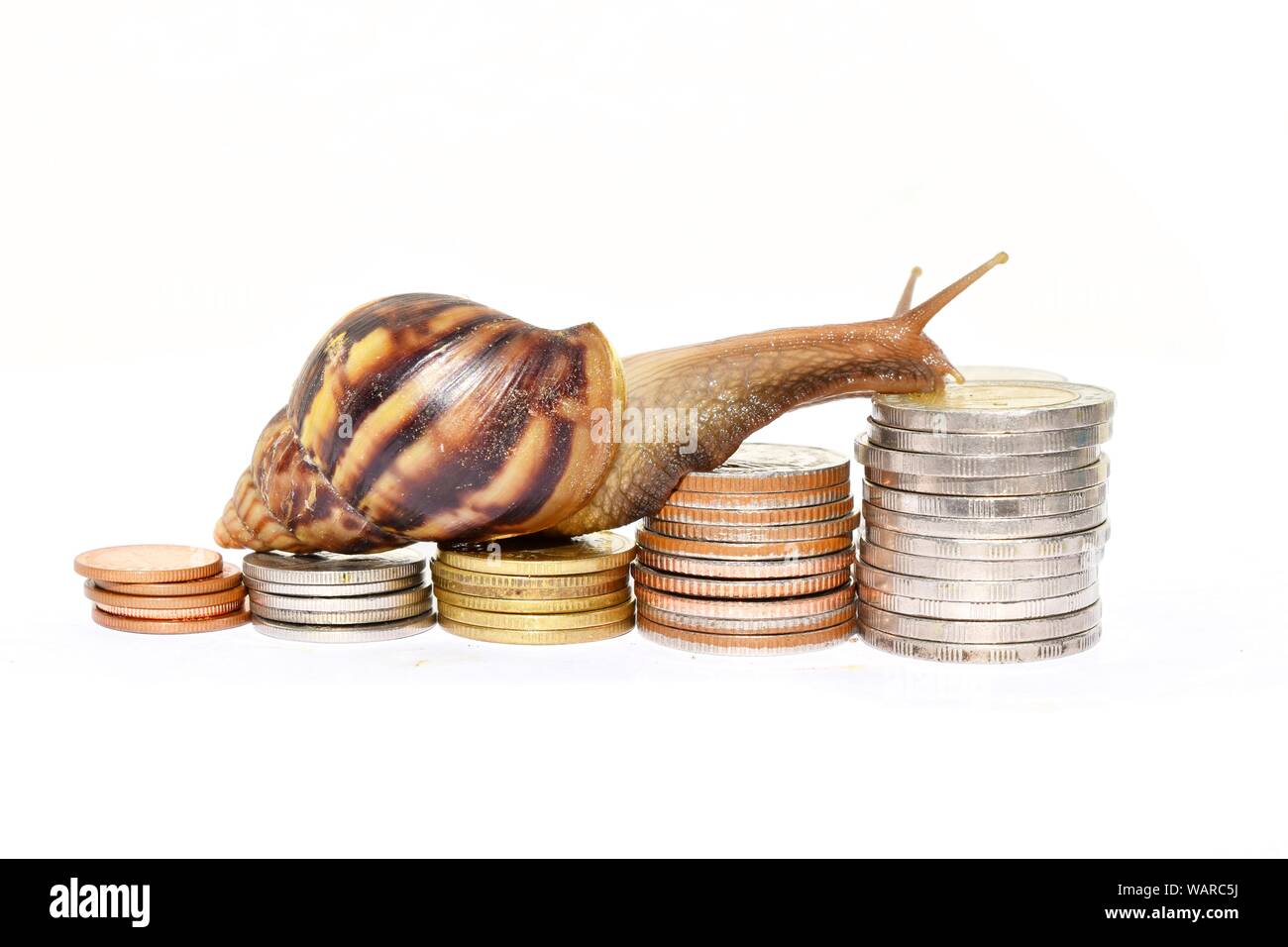 Brown snail climbing  the pile of coins on white background , Financial and commit business, Victory and success from patience , Slow economic growth Stock Photo