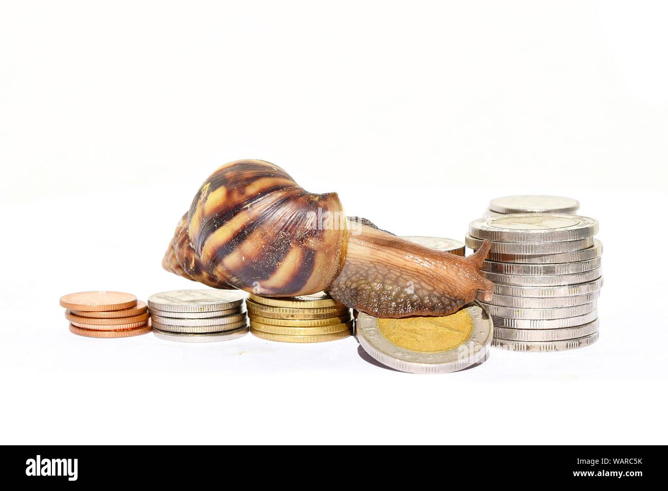 Snail fall of the coin and was scaled up on white background, Financial and commit business, Victory and success from patience, Slow economic growth Stock Photo