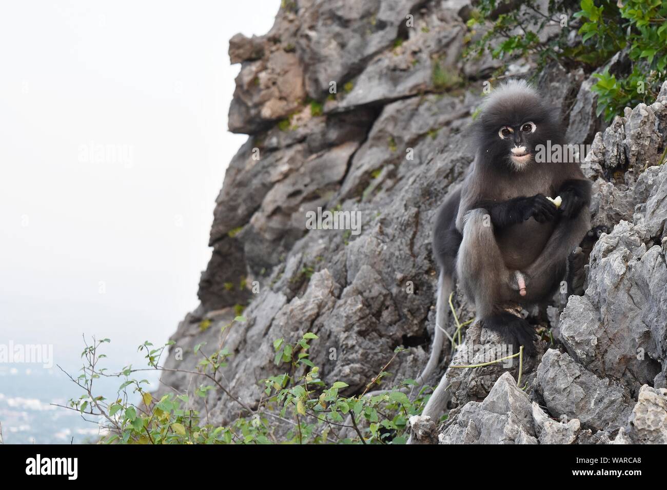 Little mountain monkey hi-res stock photography and images - Alamy
