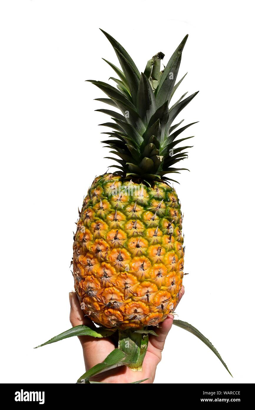 Yellow pineapple in hand isolated on white background, Tropical fruit