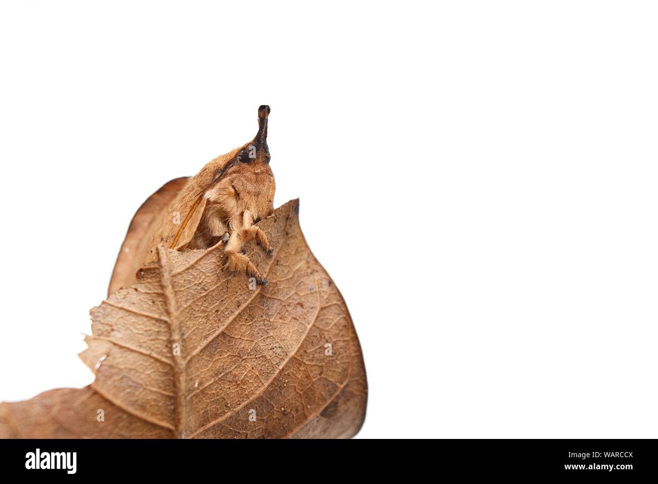 Lasiocampidae or Eggars or Snout or Lappet moths, Brown butterfly moth on dry leaf isolated on white background , Insect that are shaped like leaves Stock Photo