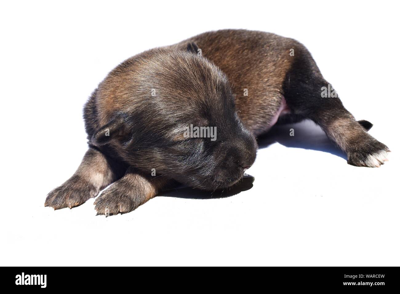 Newborn Dog isolated on white background, Dark brown puppy, Baby pet Stock Photo