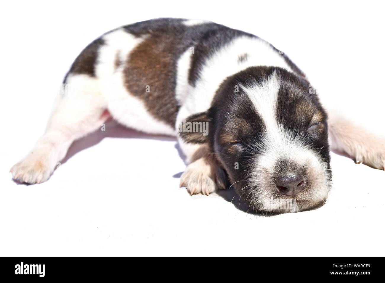 Newborn Spotted Dog isolated on white background, Dark brown and white striped puppy, Baby pet Stock Photo