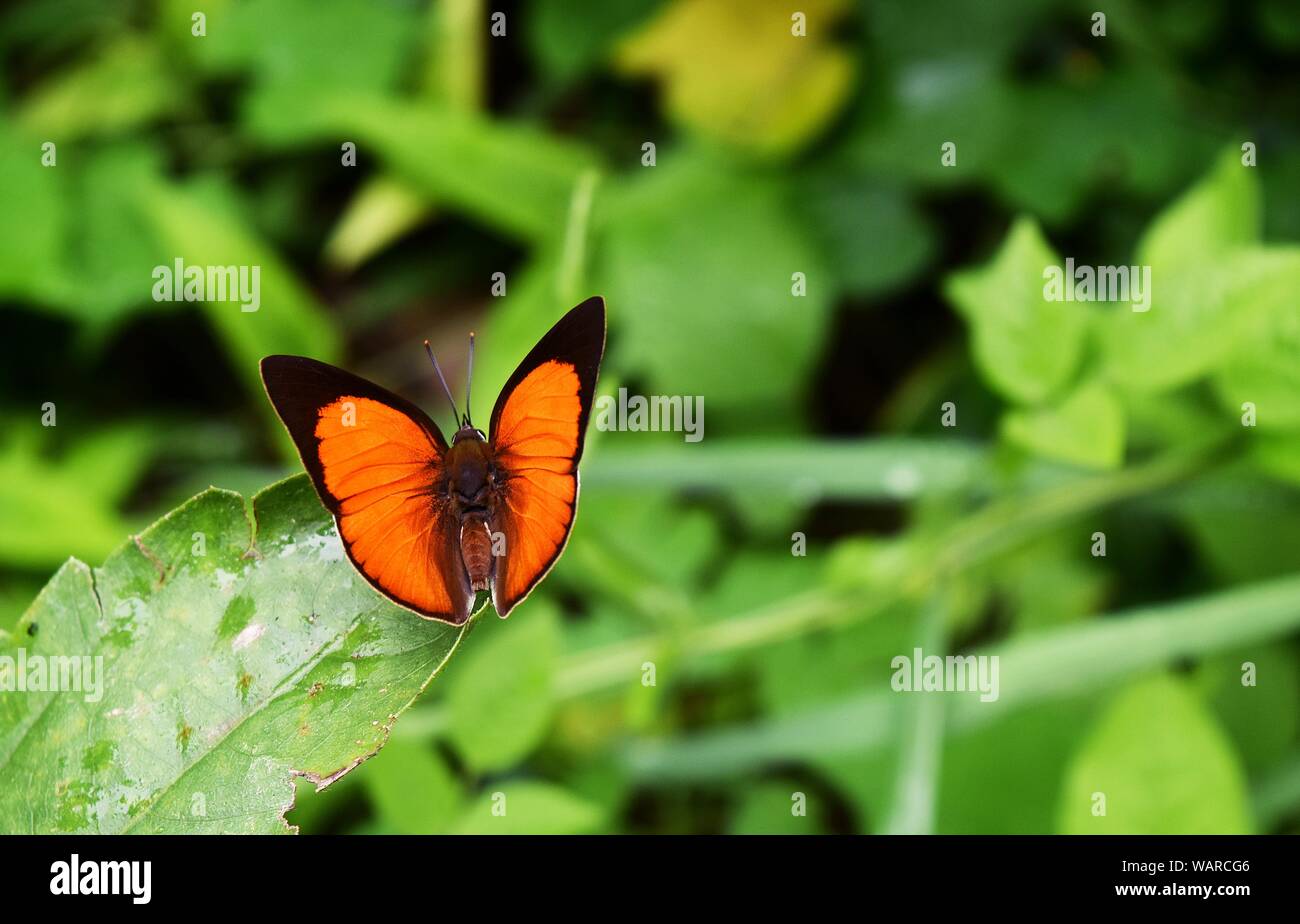 Rapala iarbus iarbus , Common Red Flash Butterfly spread  orange wings on leaf with natural green background, Thailand Stock Photo