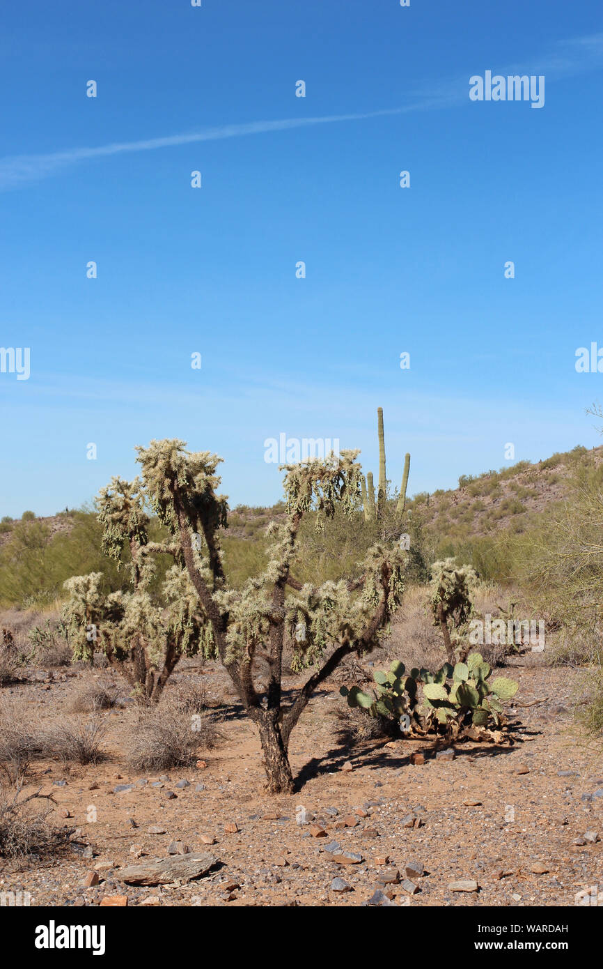 Ecosystem sonora sonoran desert hi-res stock photography and images - Alamy