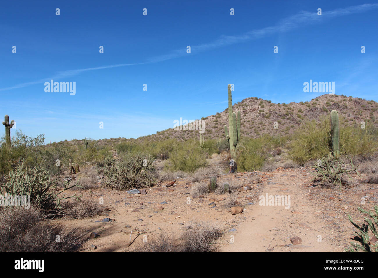 Ecosystem sonora sonoran desert hi-res stock photography and images - Alamy
