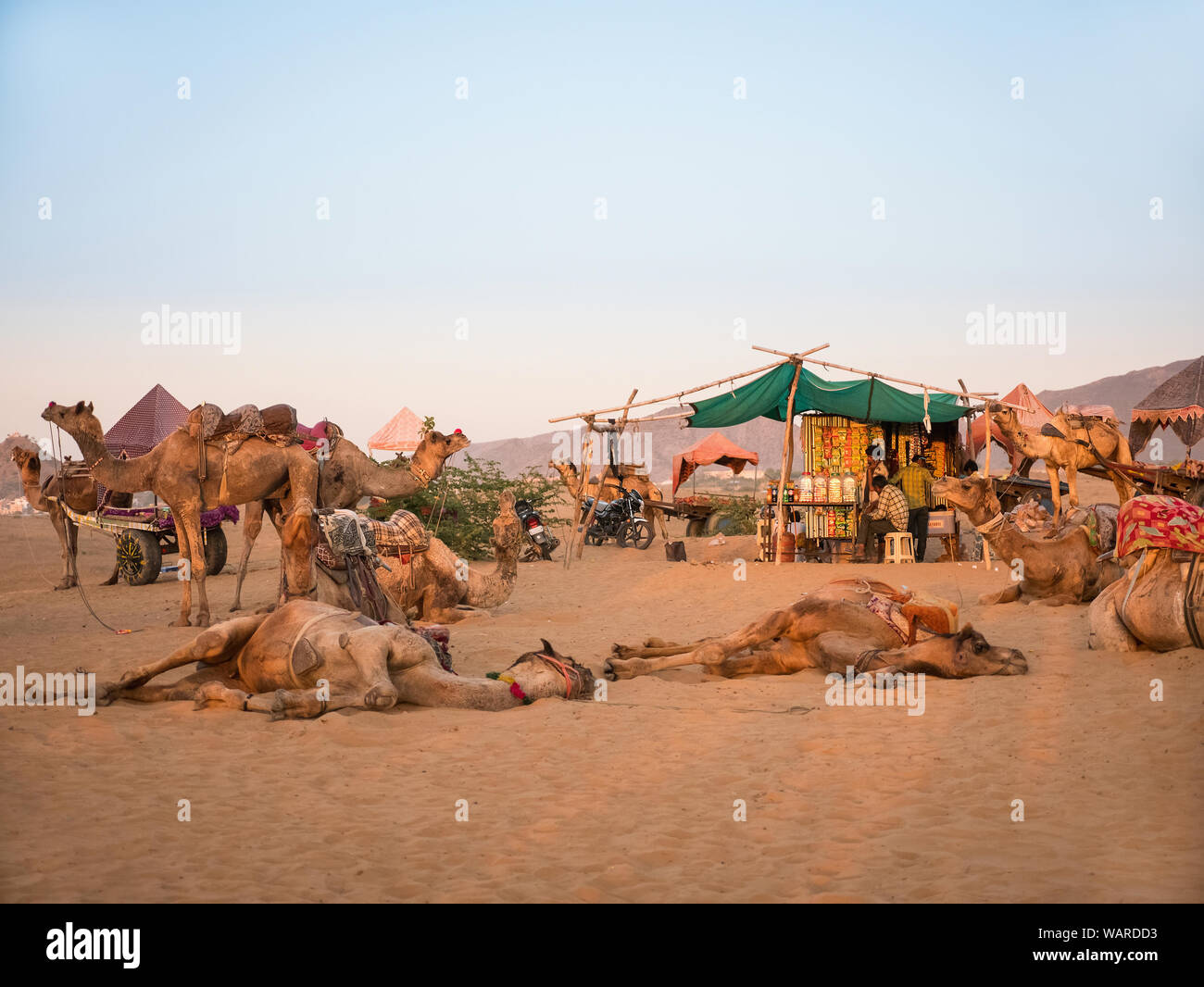Group of desert camels, Pushkar, Rajasthan, India, Asia Stock Photo