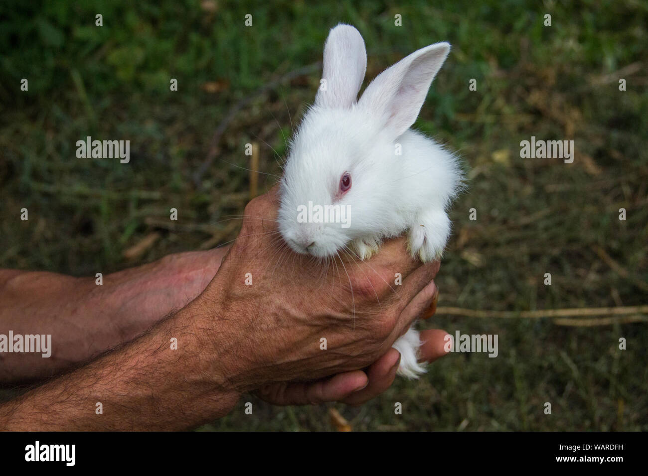 white rabbit in hands on a green background Stock Photo - Alamy