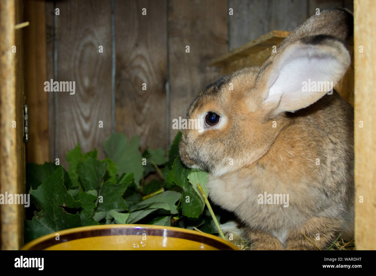 Rabbit in a cage hires stock photography and images Alamy