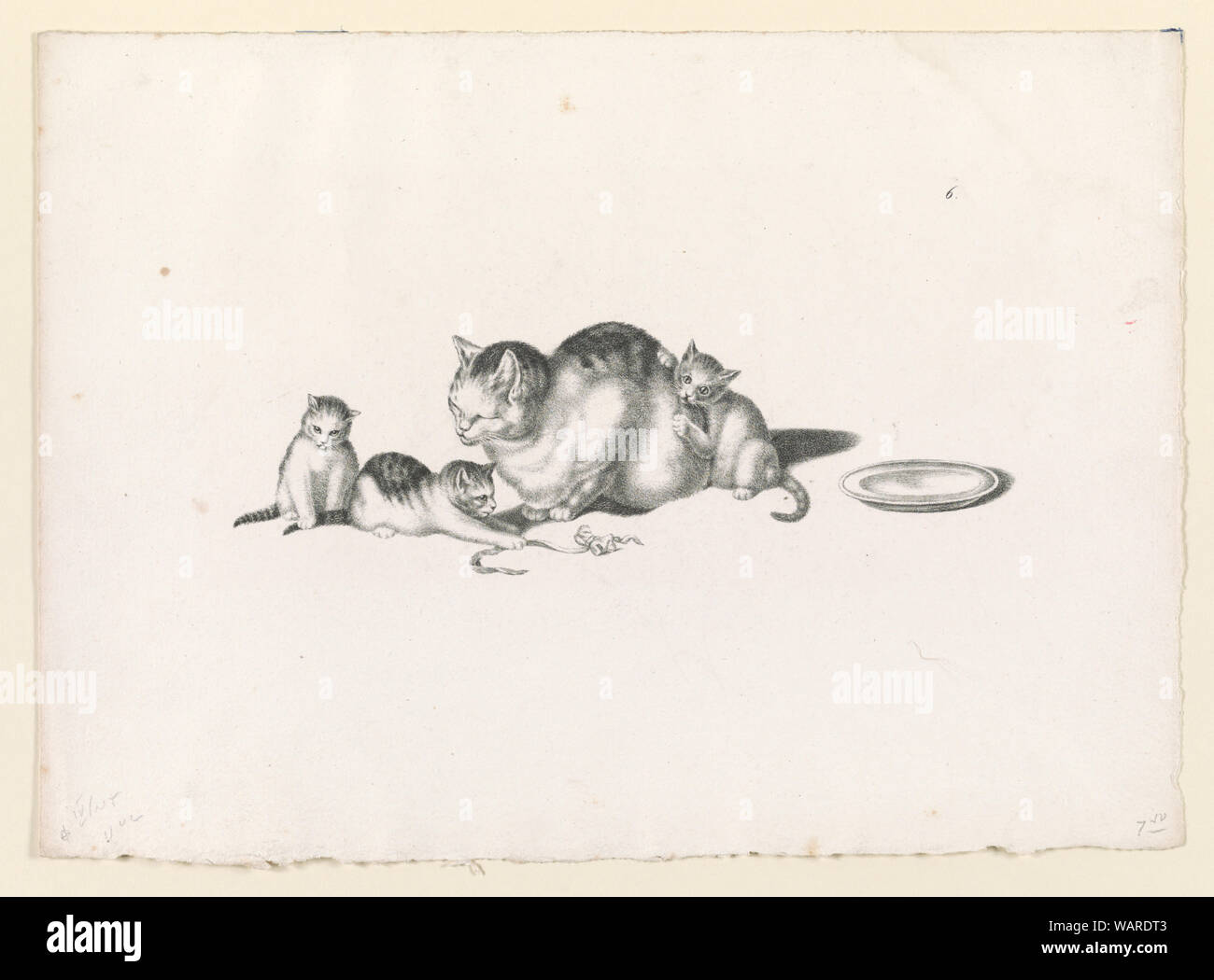 Domestic cat napping with three playful kittens and a saucer on the right Stock Photo
