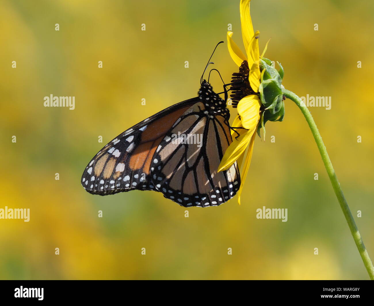 Monarch Butterfly on a sunflower Stock Photo