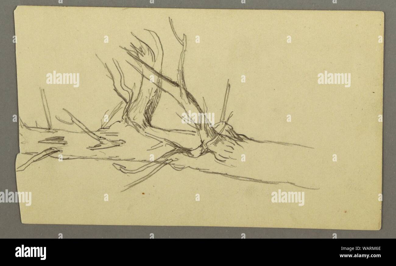 Drawing, Middle Section of a Dead Tree Trunk, 1877 Stock Photo