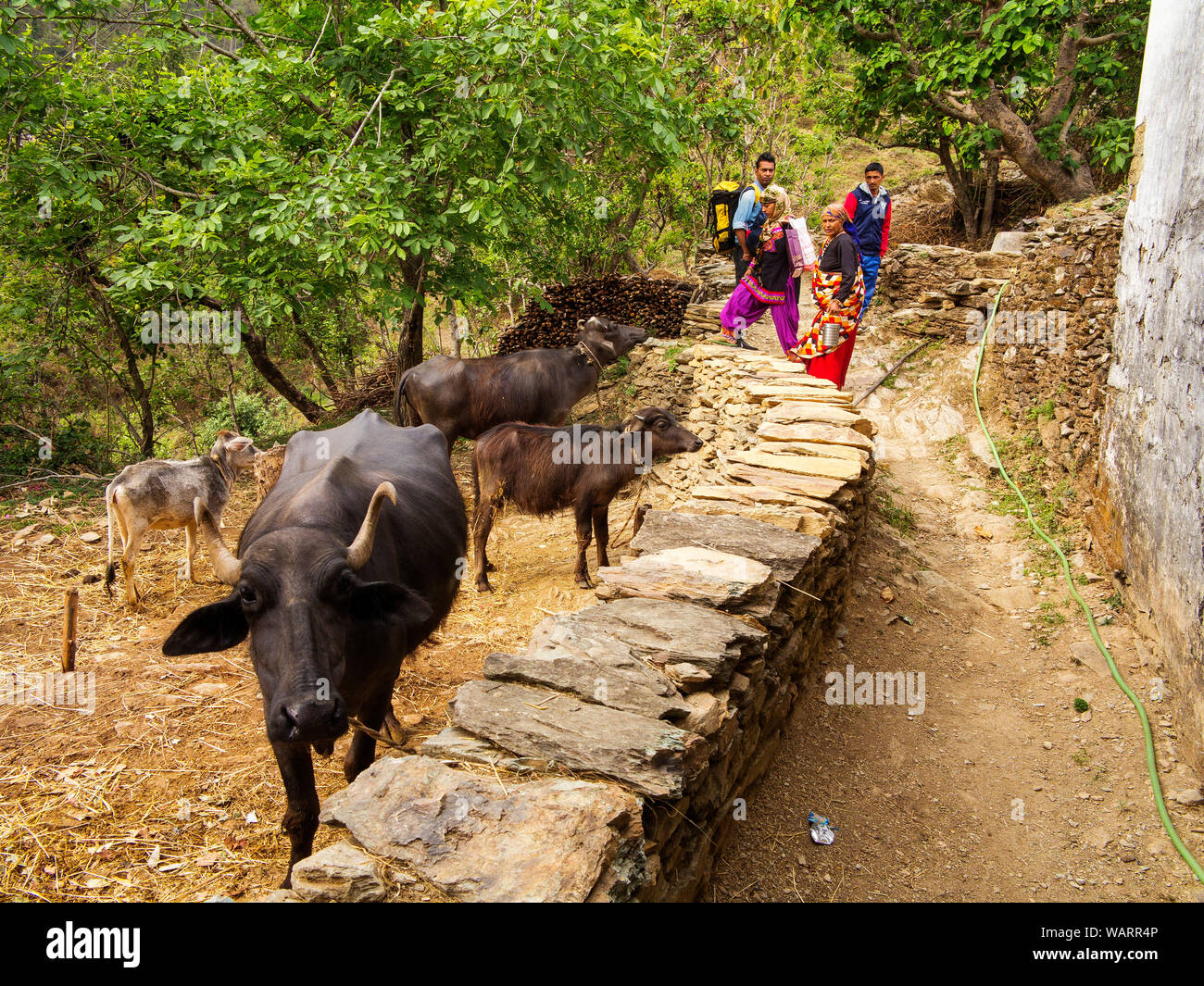 Domestic asian buffaloes at Dalkanya village, Kumaon Hills, Nandhour Valley, Uttarakhand, India Stock Photo