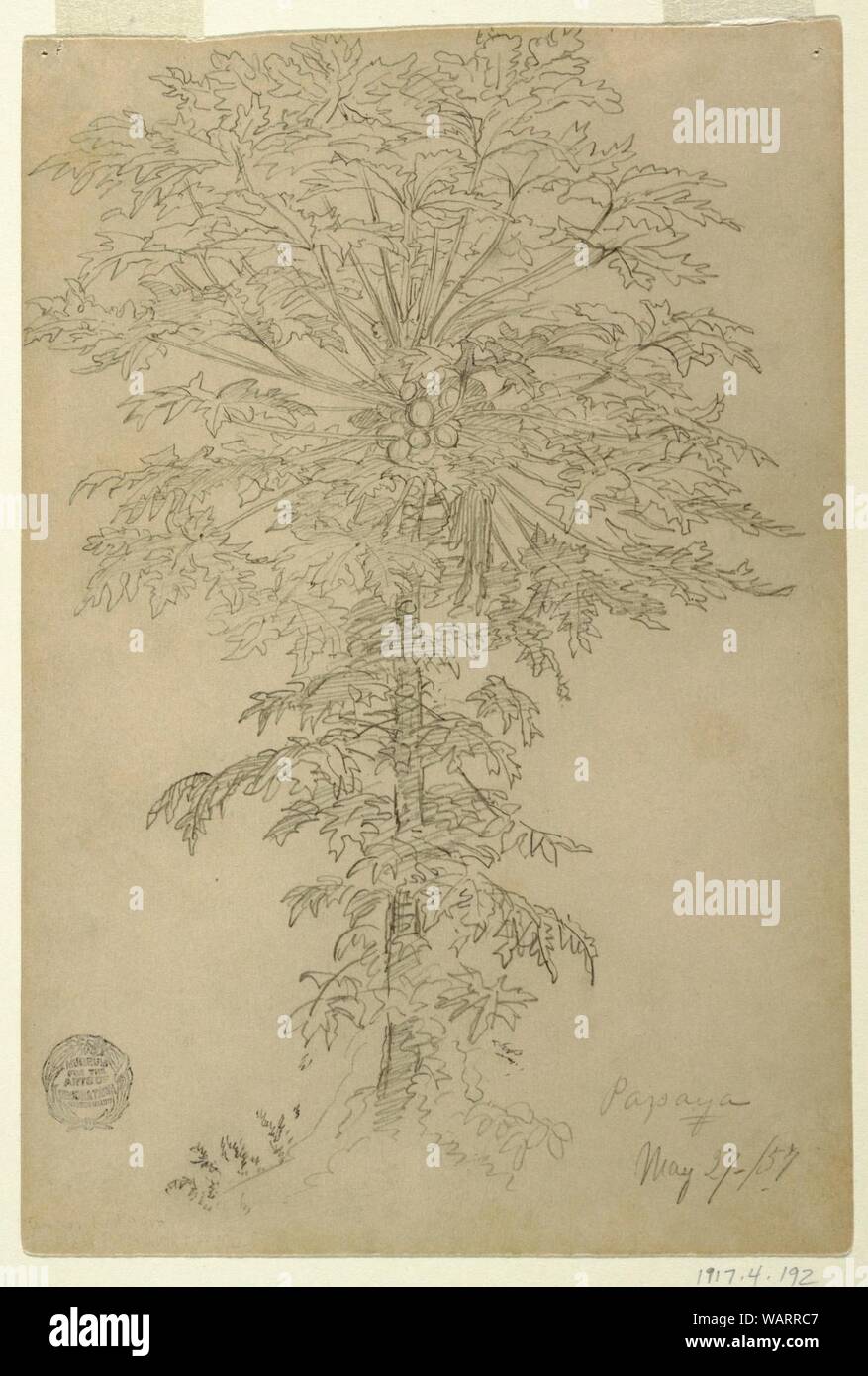 Drawing Papaya Tree With Ripening Fruit Ecuador May 27 1857 Stock Photo Alamy