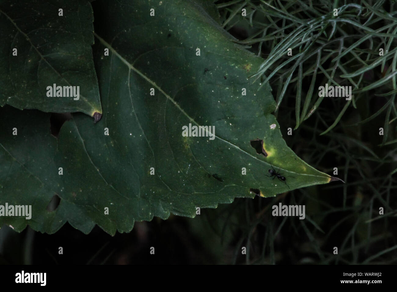A Black Ant on a Green Leaf Stock Photo