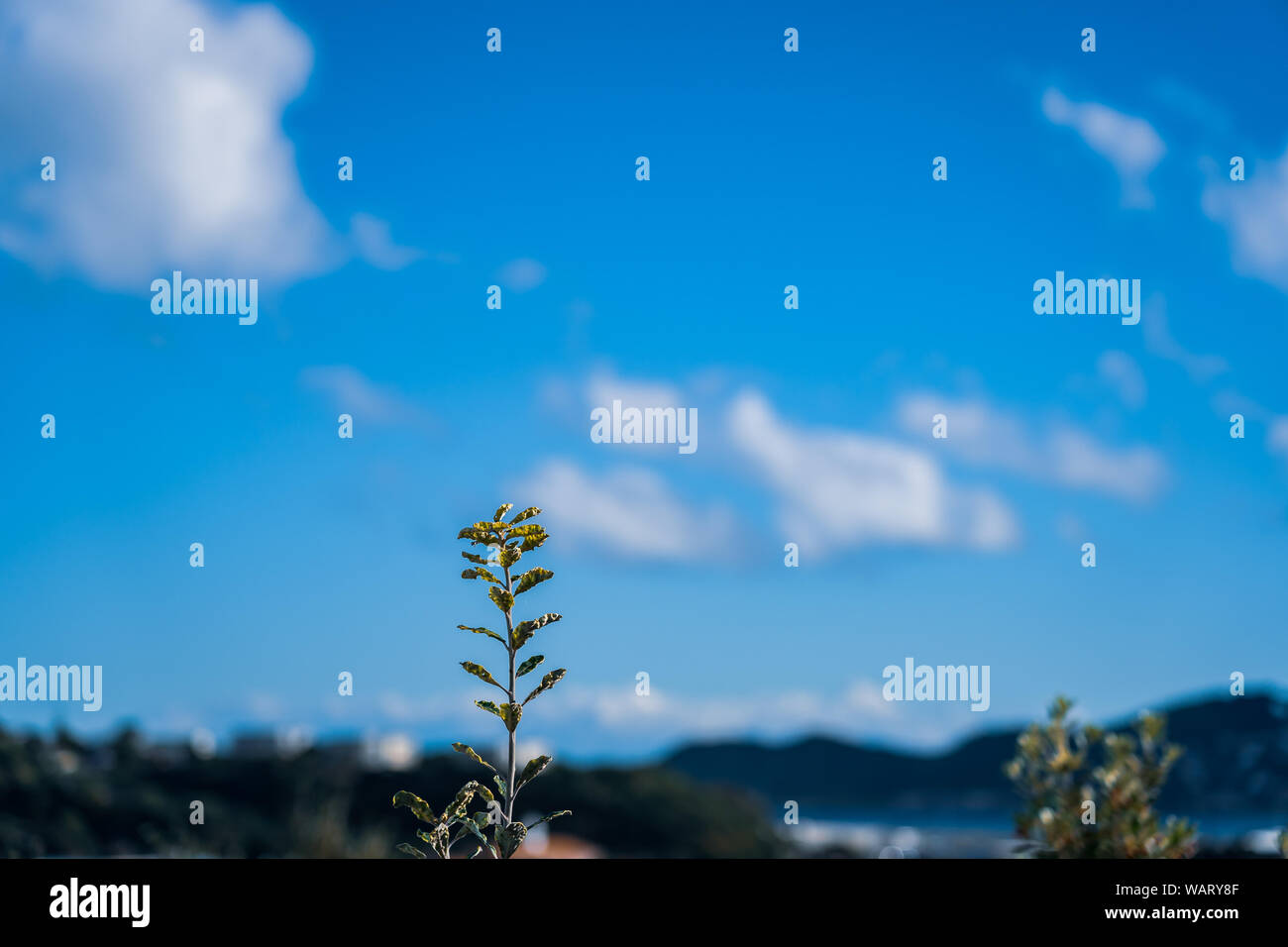 Blue Sky and clouds background; nature background Stock Photo - Alamy