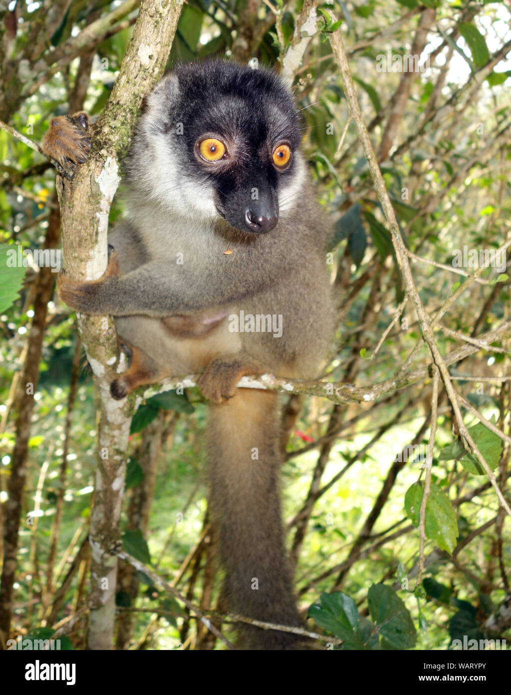 Inquisitive female Rufous lemur (Eulemur rufus), Andasibe, Madagascar Stock Photo