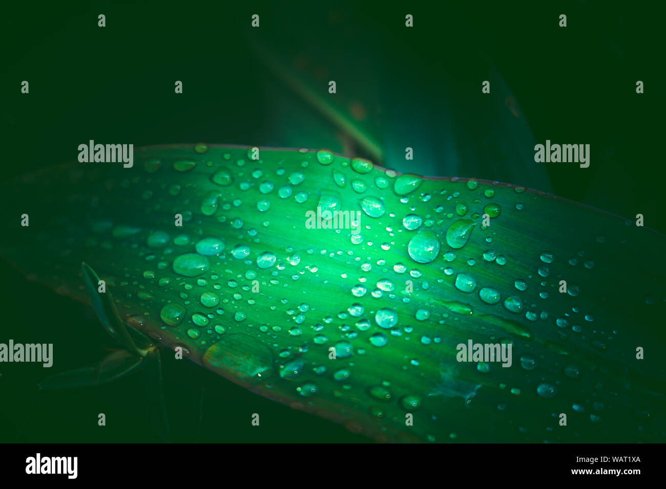 Green leaf with water drop; nature background Stock Photo - Alamy