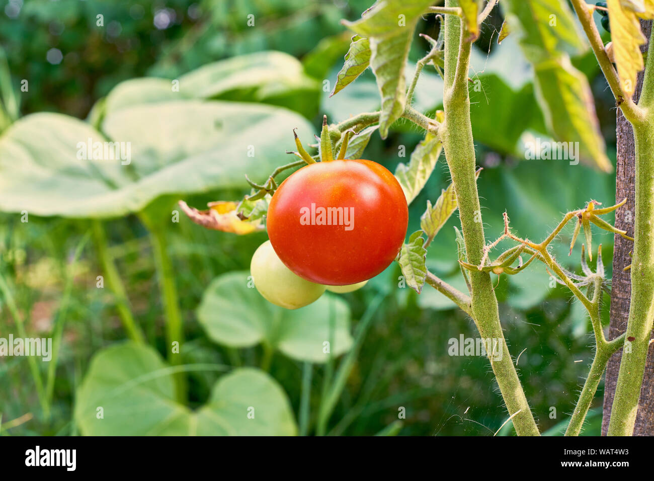 Red Tomato On Its Plant Ready To Be Harvested Stock Photo - Alamy