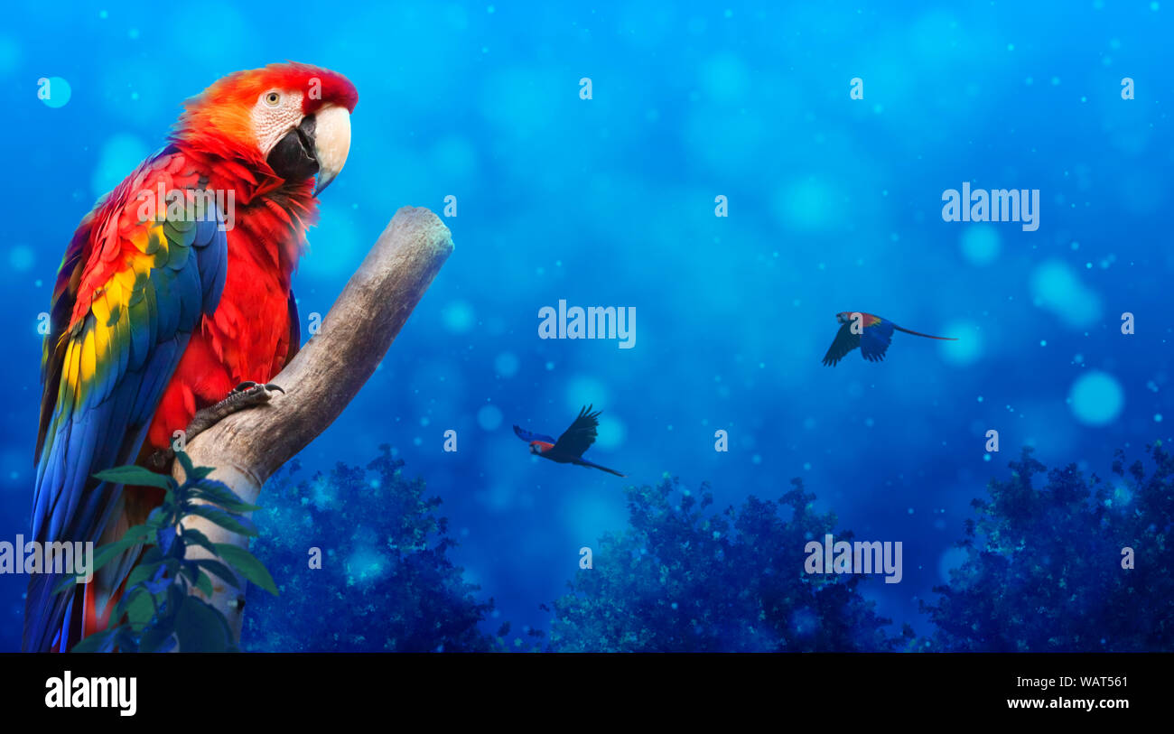 Scarlet macaw parrot bird in a tree branch in a lovely blue night scene background. Stock Photo