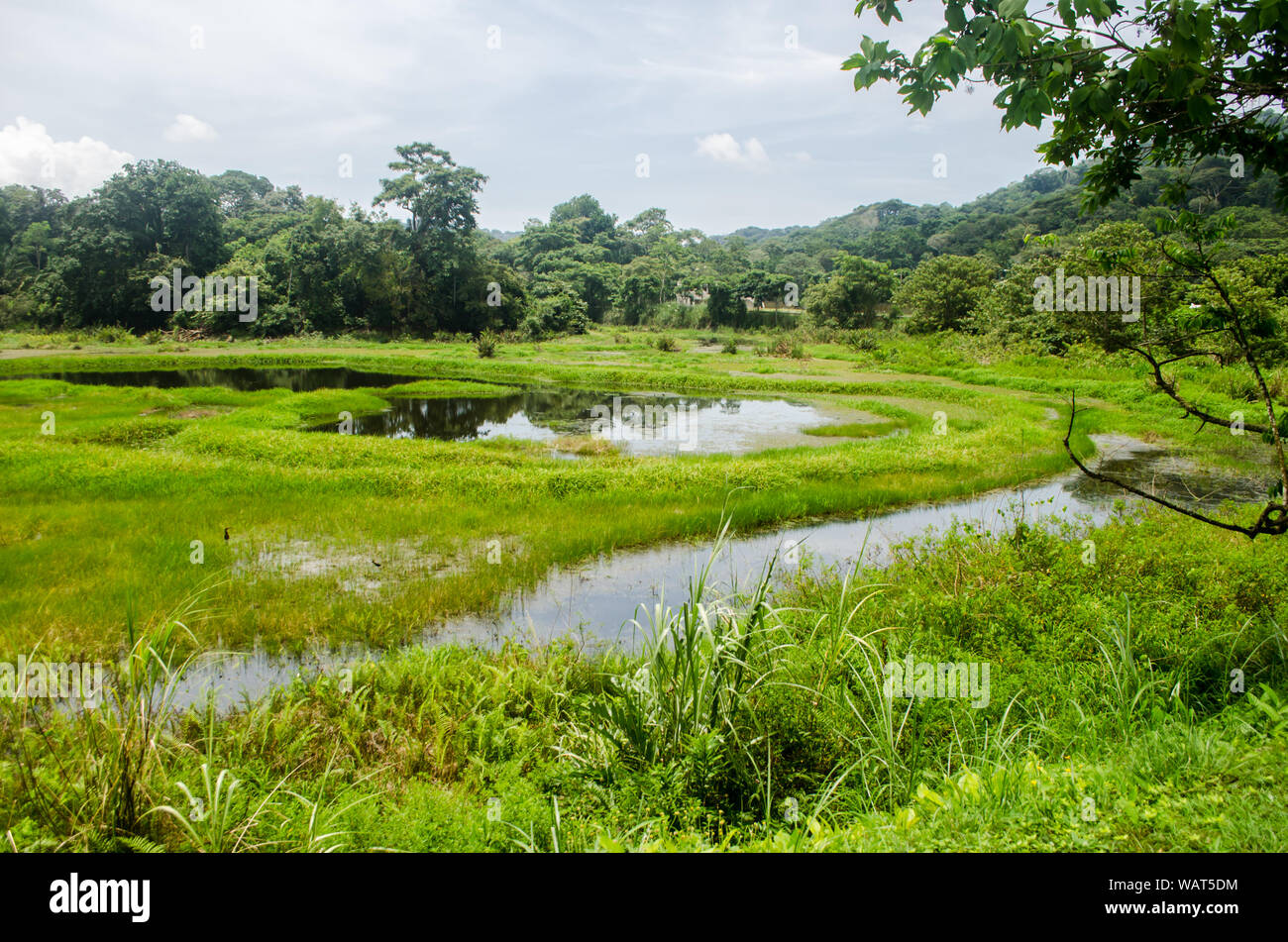 The Ammo Dump Ponds in Gamboa, an excellent place for bird watching near Panama Canal and Panama City Stock Photo