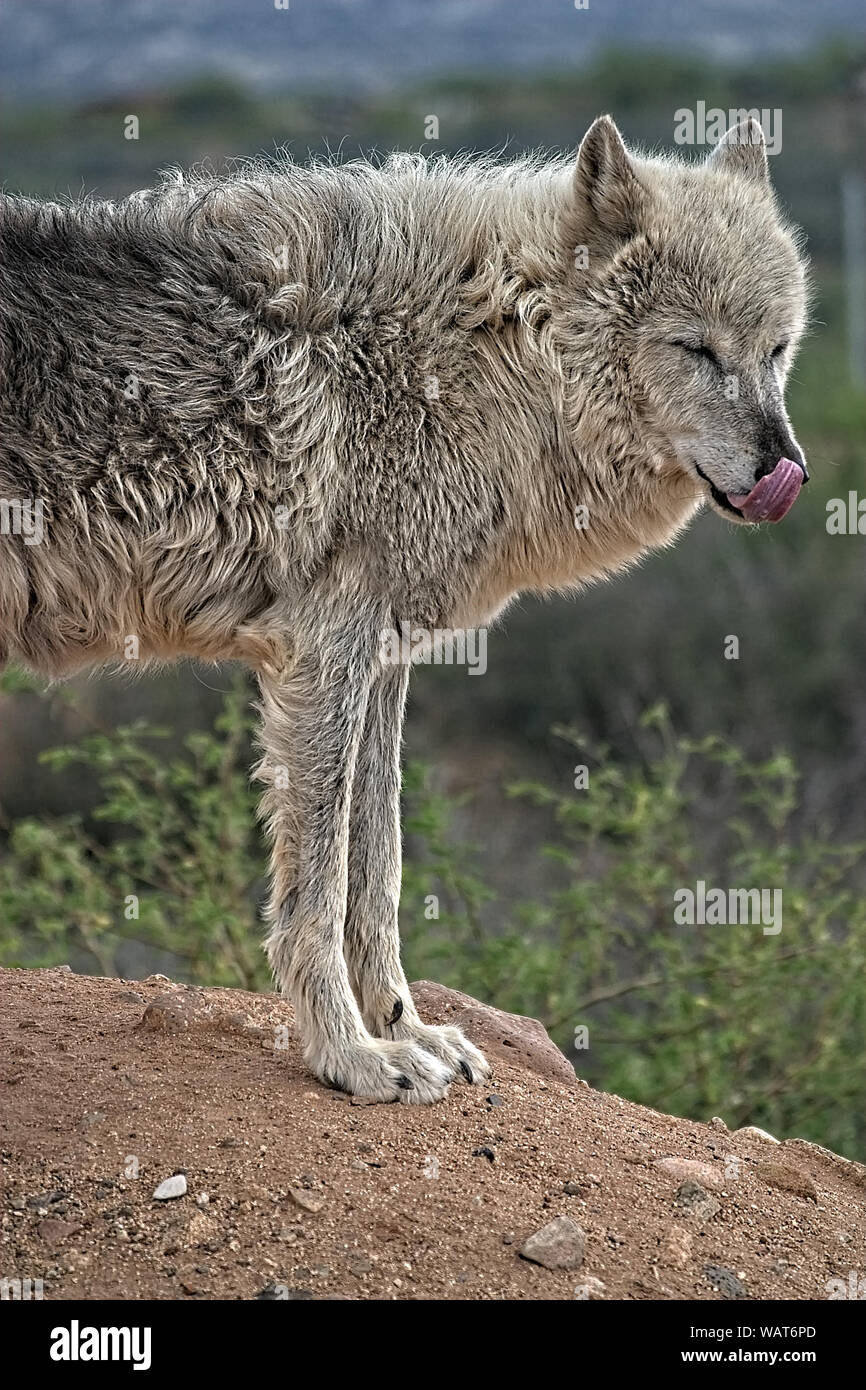 Gray Wolf. Standing and facing left with eyes closed and tongue out. Stock Photo