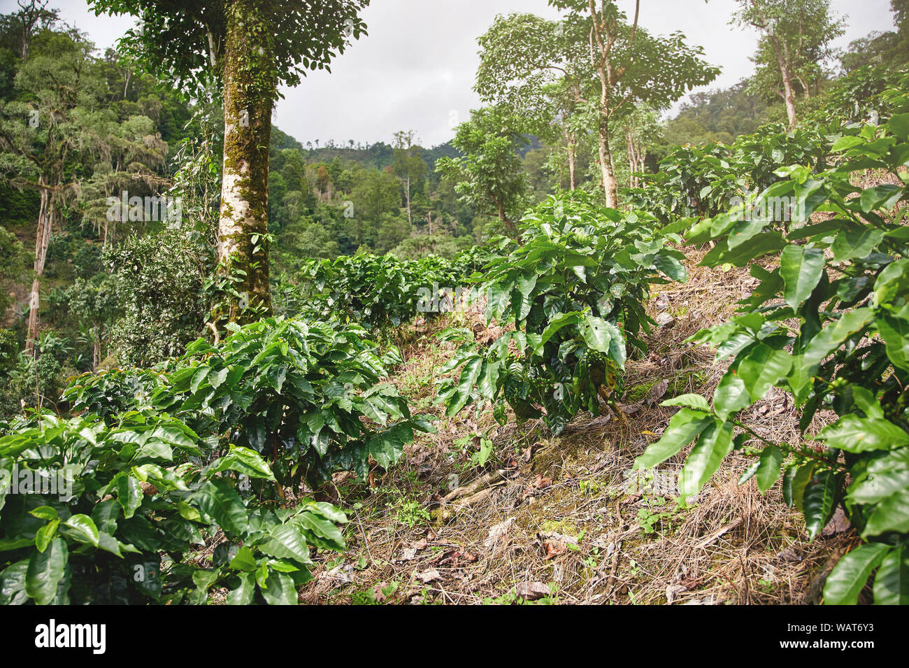 Coffee fertilizer on farm in mountain background Stock Photo