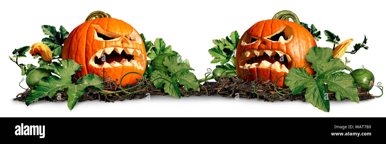 Halloween pumpkin patch with two scary jack o lanterns as an autumn  seasonal concept for a creepy advertisement and fall marketing announcement  Stock Photo - Alamy