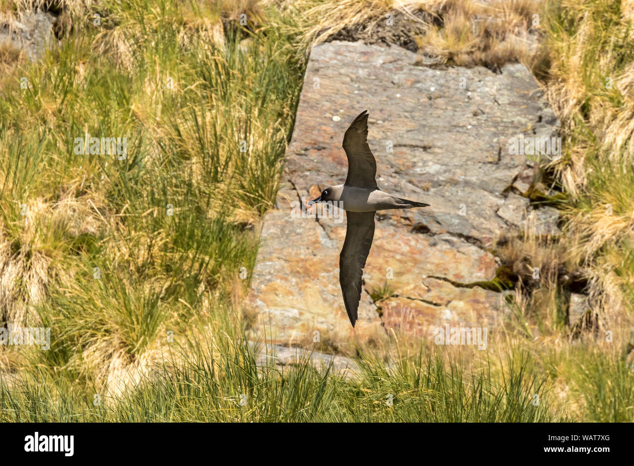 Light mantled albatross hi-res stock photography and images - Alamy
