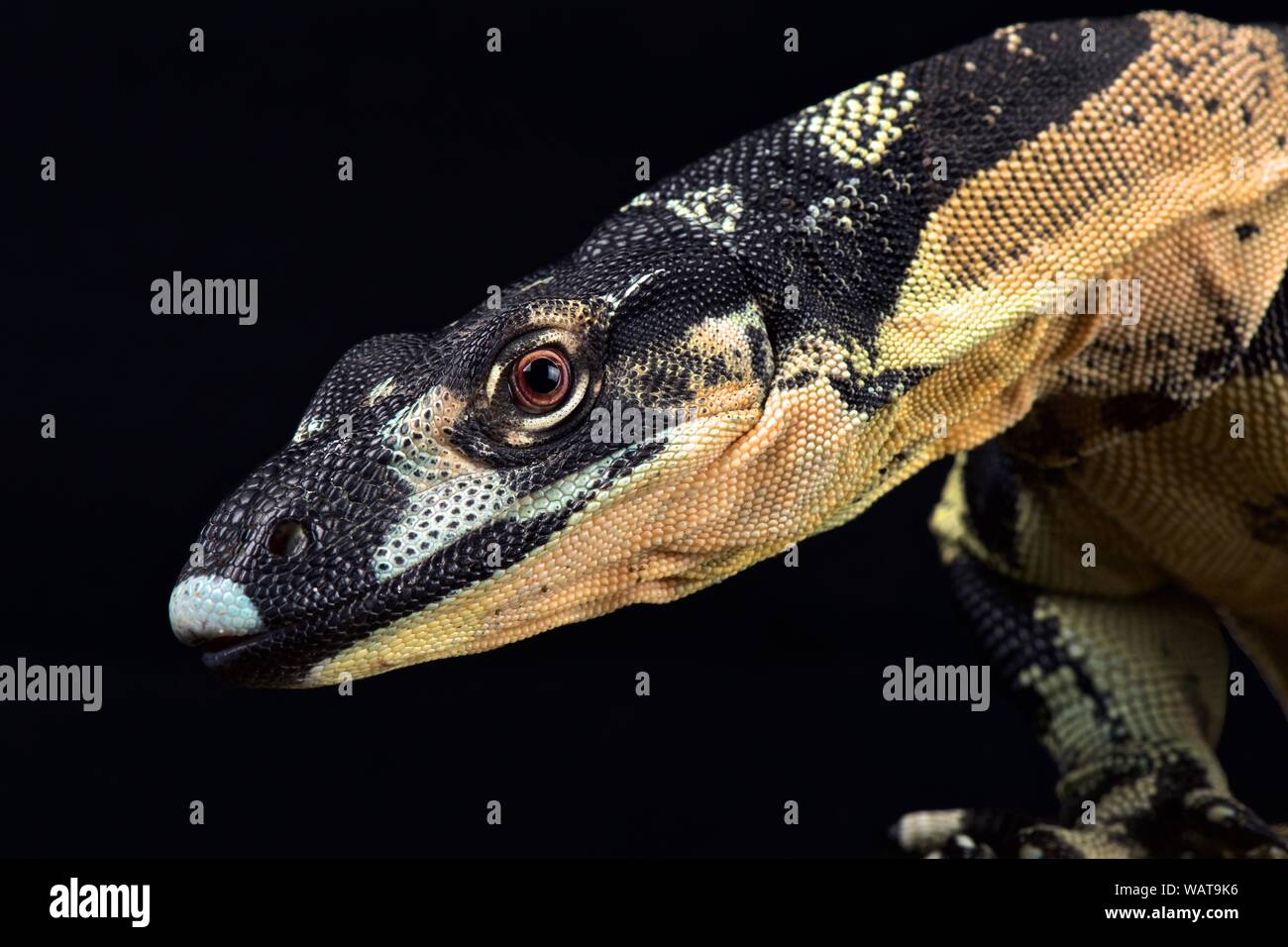 Lace monitor (Varanus varius) Bell