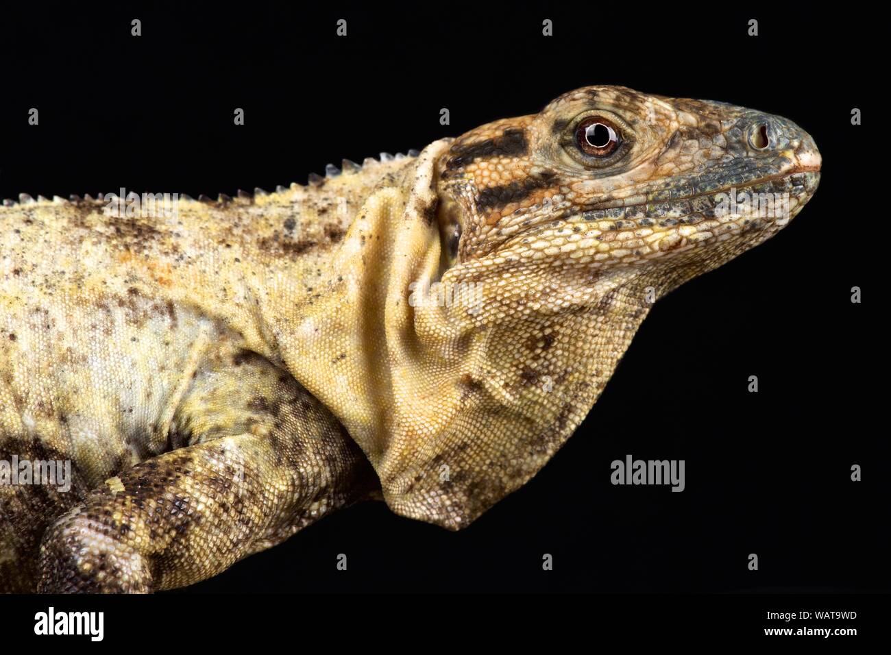 Gulf spiny-tailed Iguana (Ctenosaura acanthura) Stock Photo