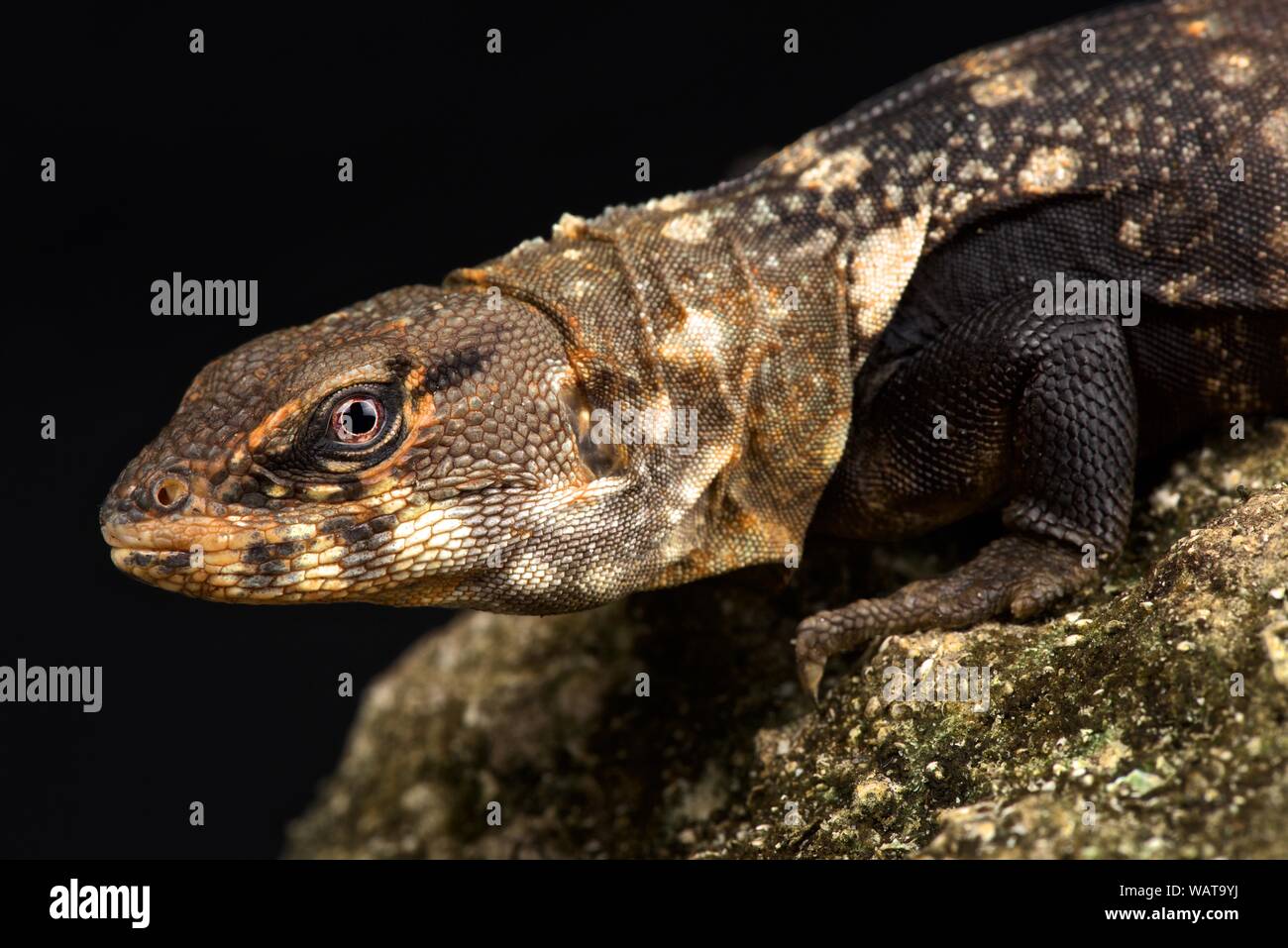 Balsas Spiny-tailed Iguana (Ctenosaura clarki|) Stock Photo