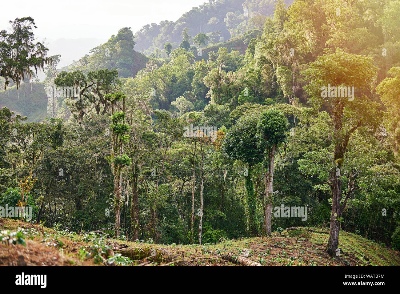 Small coffee trees grow in mountain jungle background Stock Photo Alamy