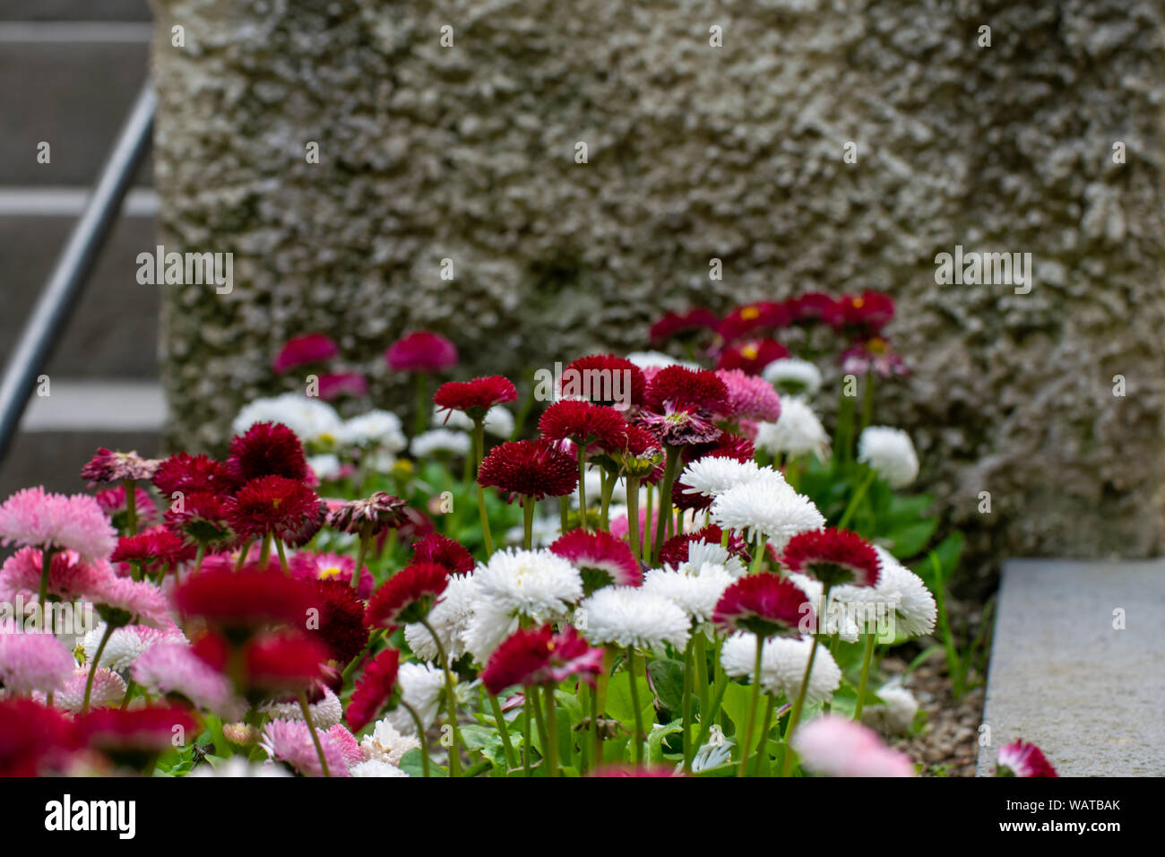 Colorful flowers in the garden of Villa Rufolo, historic center of Ravello, Amalfi Coast of Italy Stock Photo