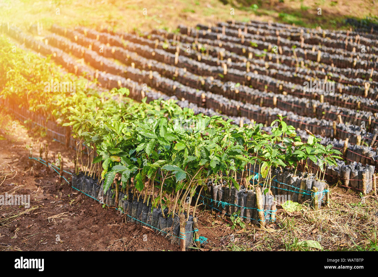 Nursery for baby coffee plants on farm plantation in bright sunny light Stock Photo