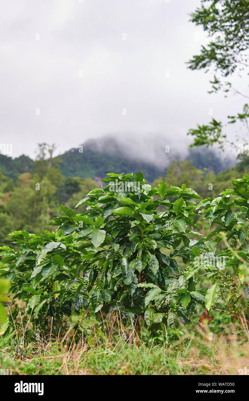 Green goffee plant on mountain with clouds background Stock Photo